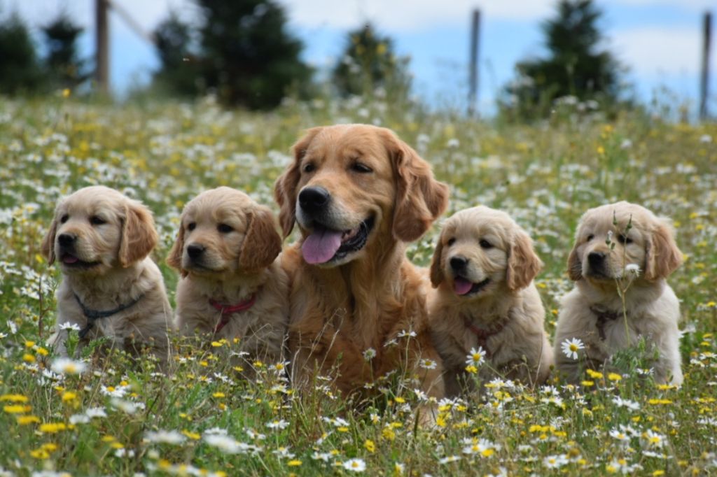 chiot Golden Retriever Du Vivier Au Bois