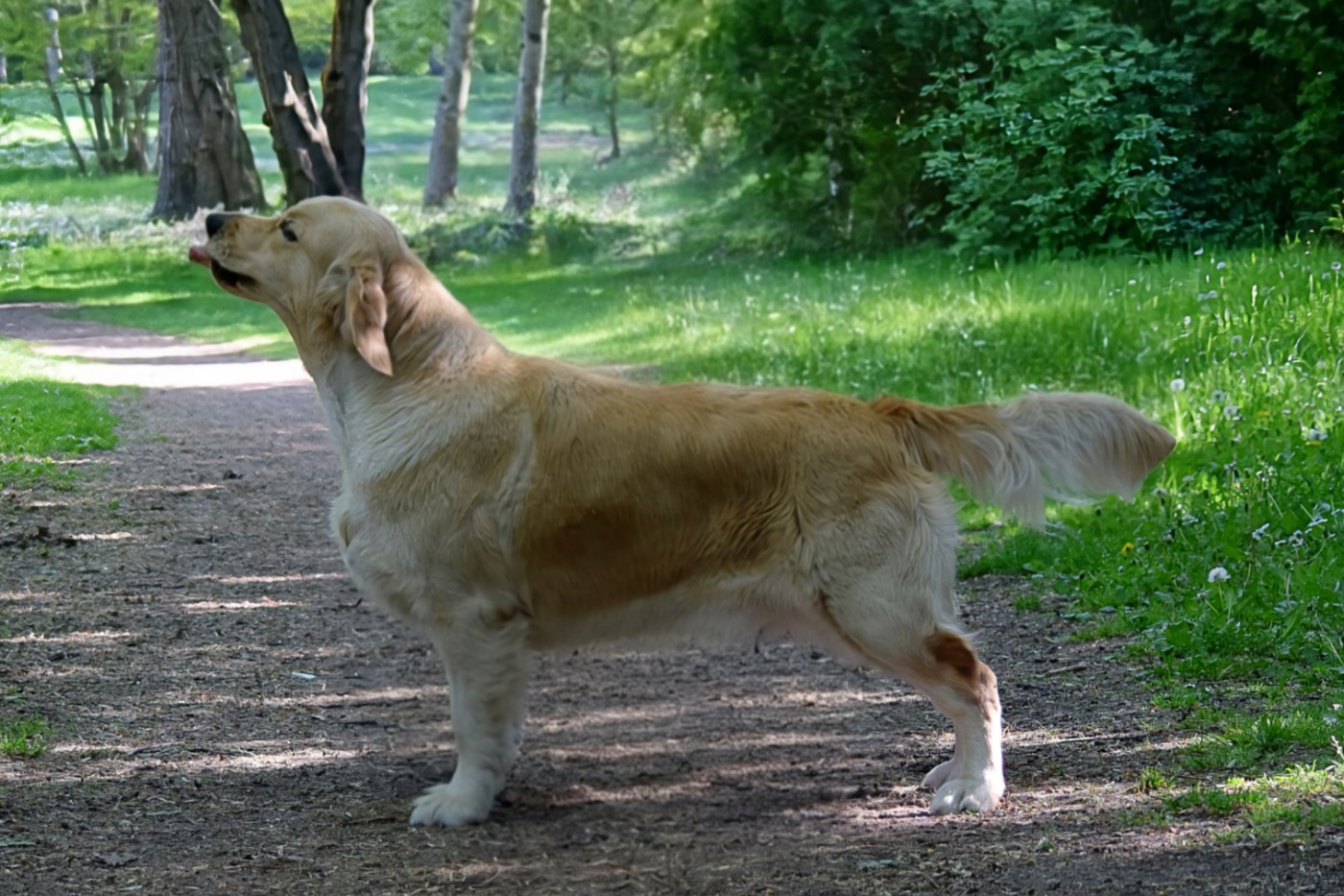 Your Highness Alba Du Vivier Au Bois